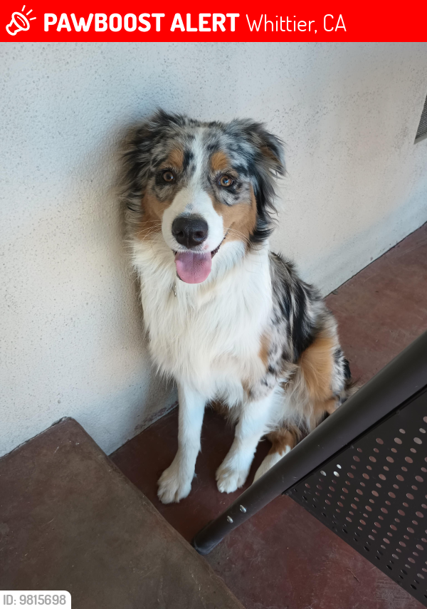 Lost Male Dog last seen Michigan and high street , Whittier, CA 90605