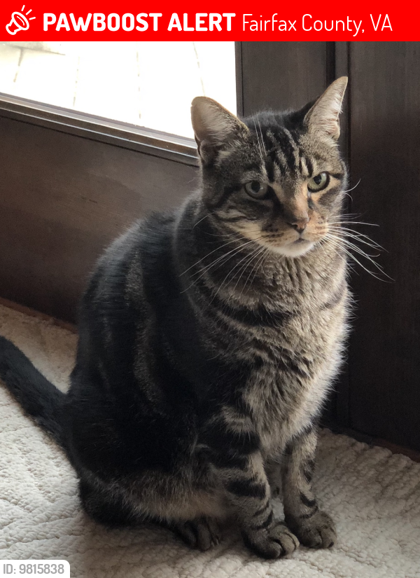 Lost Male Cat last seen Briarlynn Court Fairfax Station, Fairfax County, VA 22039