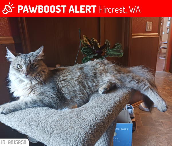 Lost Female Cat last seen Valley Firs cndmniums, Boise St off of Emerson between S Orchard & Alameda in Fircrest,WA, Fircrest, WA 98466
