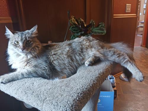 Lost Female Cat last seen Valley Firs cndmniums, Boise St off of Emerson between S Orchard & Alameda in Fircrest,WA, Fircrest, WA 98466