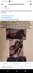 Lost Female Dog last seen Ocean park neighborhood, Virginia Beach, VA 23455