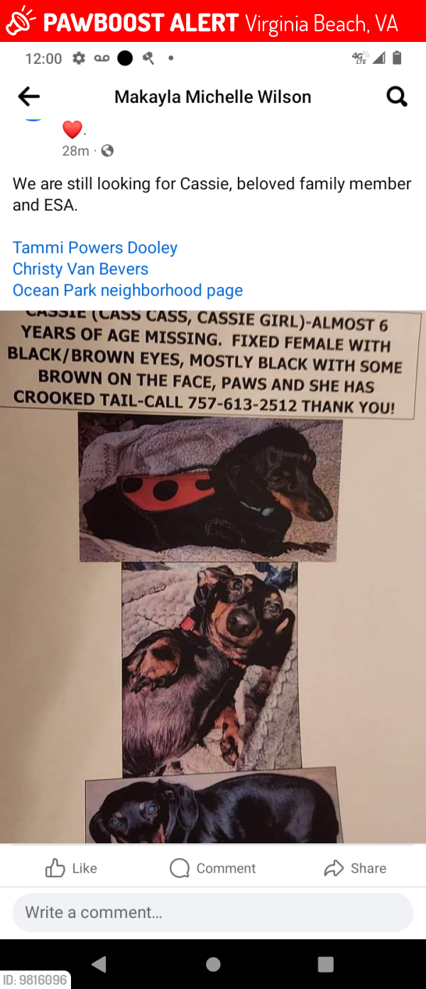 Lost Female Dog last seen Ocean park neighborhood, Virginia Beach, VA 23455