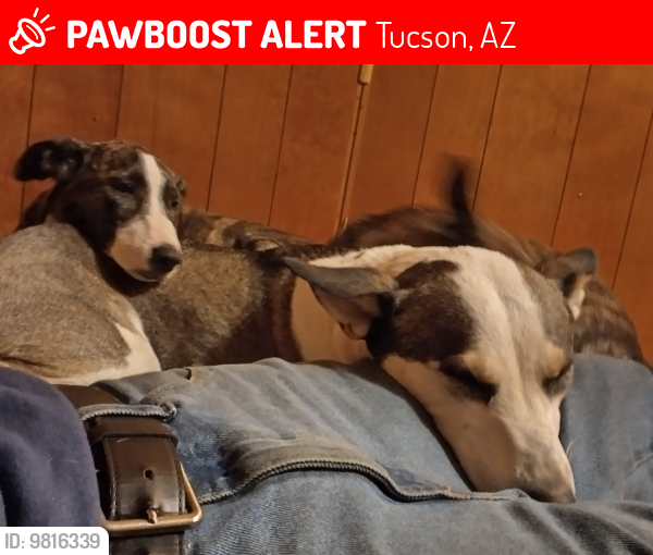 Lost Female Dog last seen Prince&Oracle, Tucson, AZ 85705