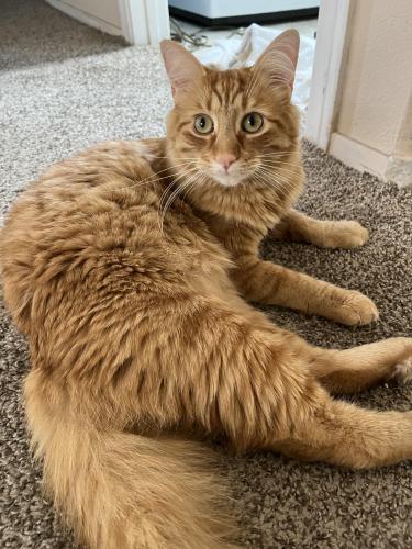 Lost Male Cat last seen Hill Ave and Holland Sylvania Rd, Toledo, OH 43615