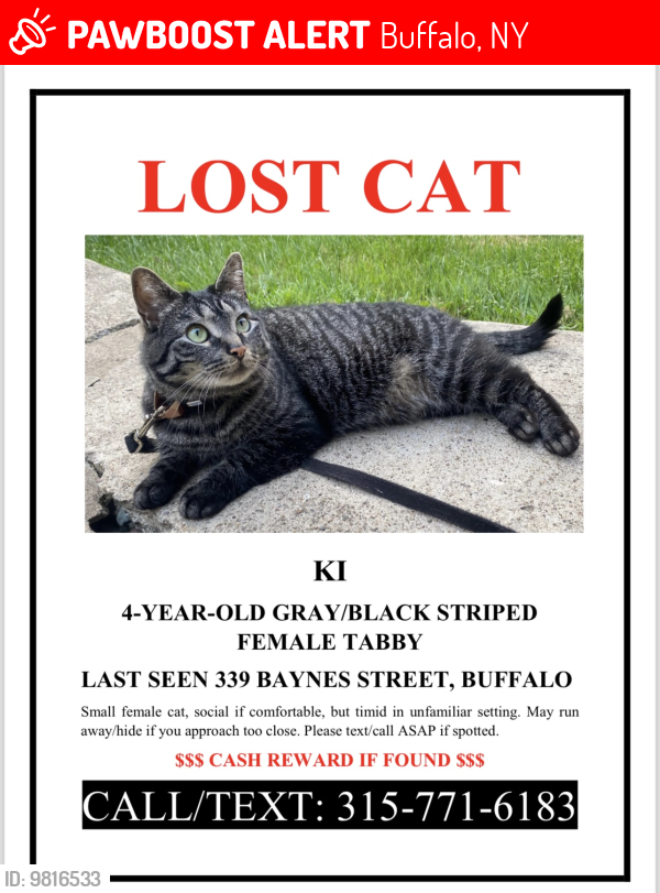 Lost Female Cat last seen Baynes Street, across from the Buffalo Methodist Church, Buffalo, NY 14213