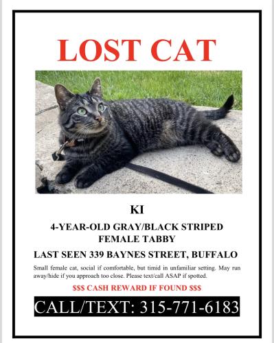 Lost Female Cat last seen Baynes Street, across from the Buffalo Methodist Church, Buffalo, NY 14213