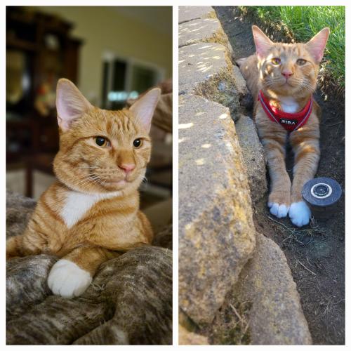 Lost Male Cat last seen Lyons Valley Rd and Skyline Truck Trail, Jamul, CA 91935