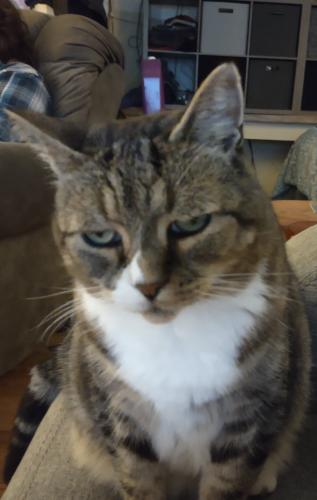 Lost Male Cat last seen Greencastle Rd and 292, Forkston, PA 18657