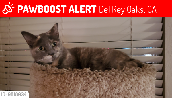 Lost Female Cat last seen Paloma Rd., Del Rey Oaks, CA 93940