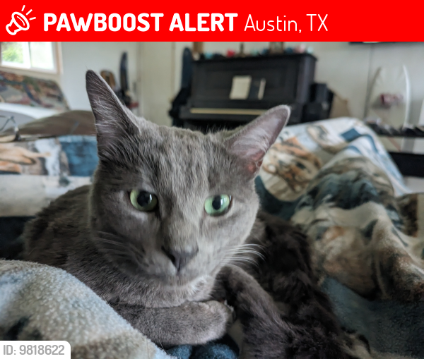 Lost Female Cat last seen Westward Ho Trl and Debba Drive Austin TX , Austin, TX 78734