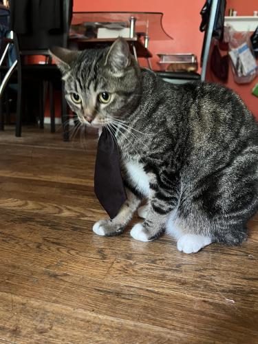 Lost Female Cat last seen Molly2004, Ossining, NY 10562