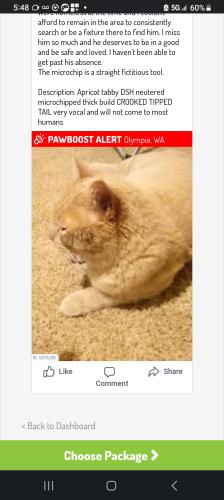 Lost Male Cat last seen Bigelow Park , Olympia, WA 98506