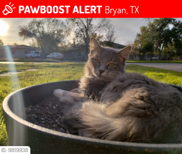 Lost Male Cat last seen Texas and broadmoor drive, Bryan, TX 77802