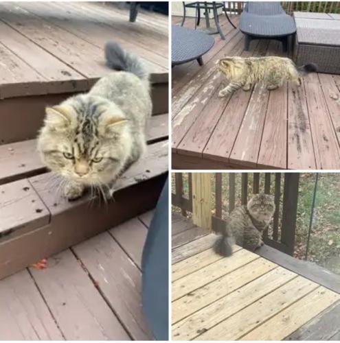 Found/Stray Unknown Cat last seen Taj Court and Stuart Mill Road - Zip code is 22124, Oakton, VA 22124