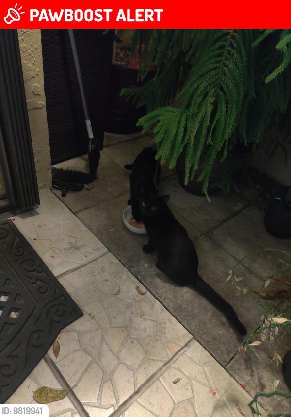 Lost Male Cat last seen Near Terrace and Oakland Park , Lauderdale Lakes, FL 33319