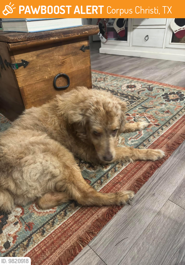 Corpus Christi, TX Stray Male Dog Found Near Taken to Oso Vet as he was