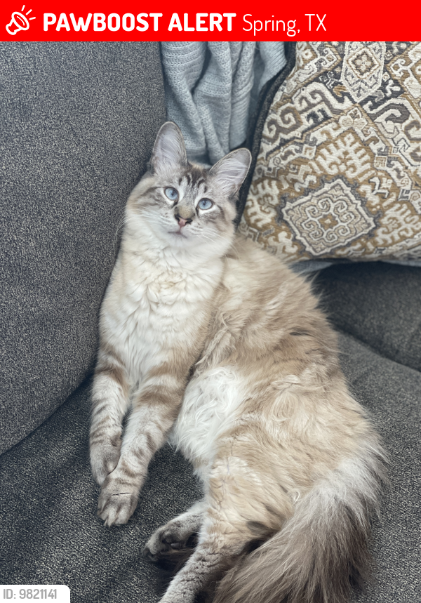 Lost Male Cat last seen Bristol Lakes & Wrights Landing Subdivision, Spring, TX 77386