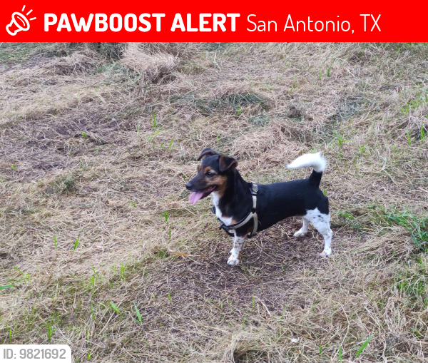 Lost Female Dog last seen W. Military Dr & Marbach Rd, San Antonio, TX 78227