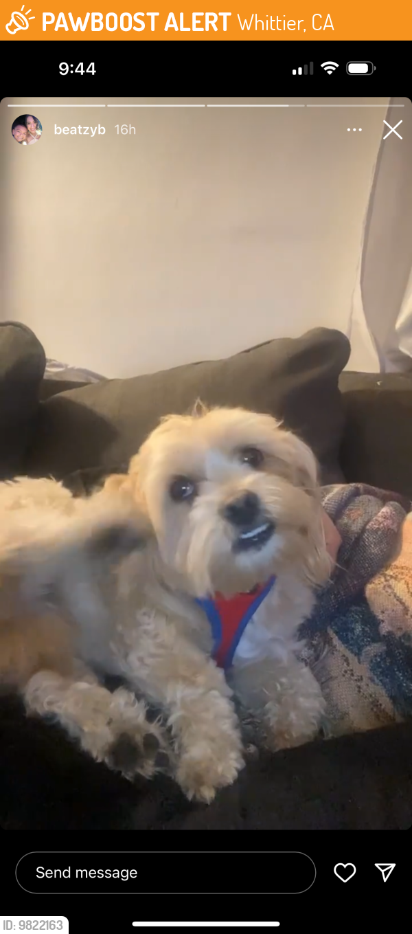 Found/Stray Male Dog last seen Whittier, Whittier, CA 90606
