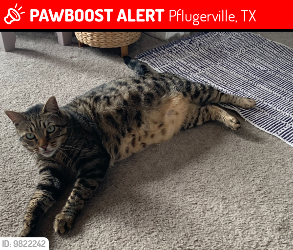 Lost Male Cat last seen Near Pencil Cactus Pflugerville TX 78660, Pflugerville, TX 78660