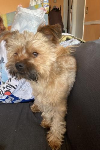 Lost Male Dog last seen Piney branch rd, Silver Spring, MD 20903