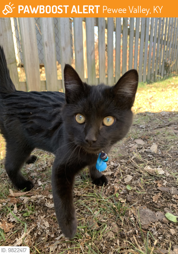 Pewee Valley, KY Stray Cat Found Near Confederate Place and Cross Brook