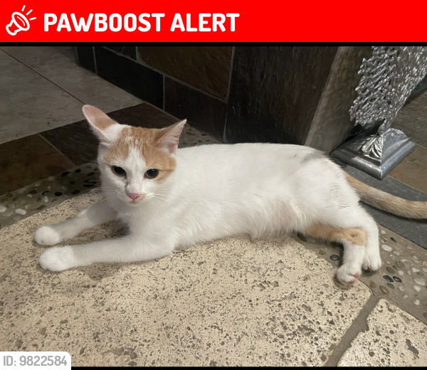 Lost Female Cat last seen Pacific Sands neighborhood , Huntington Beach, CA 92646