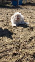 Lost Male Dog last seen Las vegas , Las Vegas, NV 89110