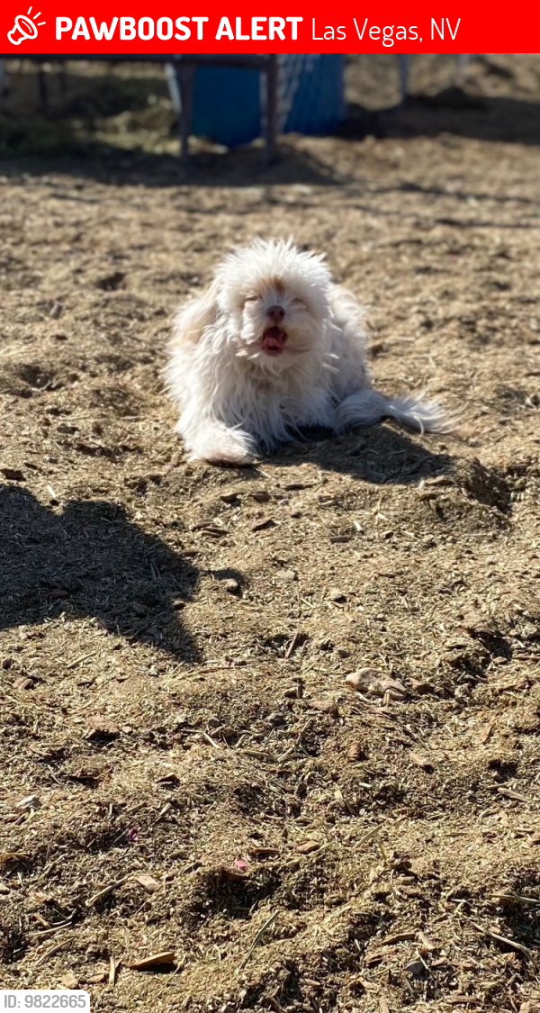 Lost Male Dog last seen Las vegas , Las Vegas, NV 89110