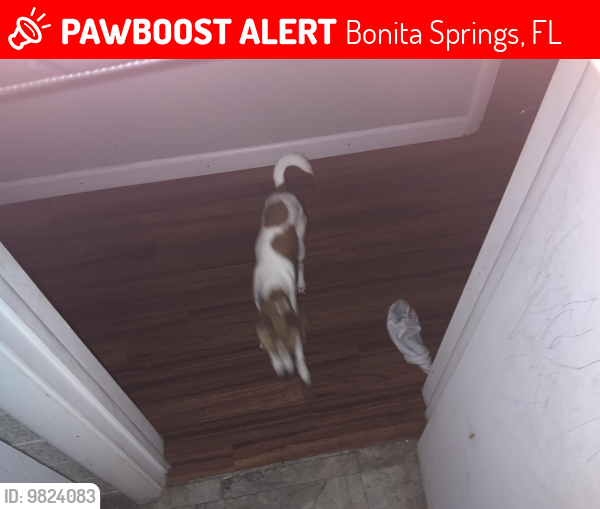 Lost Female Dog last seen Longfellow and Allan street , Bonita Springs, FL 34135