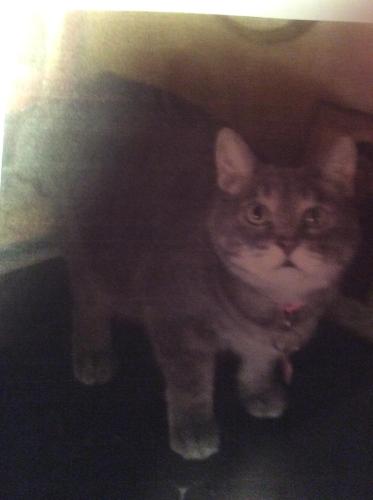 Lost Female Cat last seen Estrada Del Oro &  El Buho Pequeno, Gold Canyon, AZ 85118