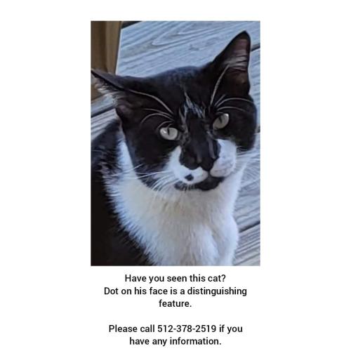 Lost Male Cat last seen Peter Pond Rd and Jane Circle, Ashland City, TN 37015