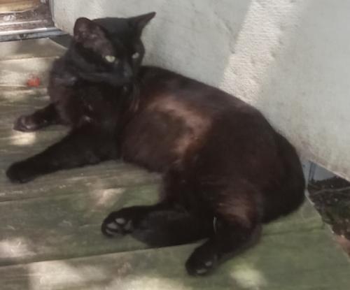 Lost Male Cat last seen Sw 43 Terrace Rd & Marion Oaks Course, Marion County, FL 34473