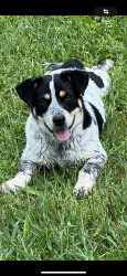 Lost Male Dog last seen Corsicana tx, Corsicana, TX 75110