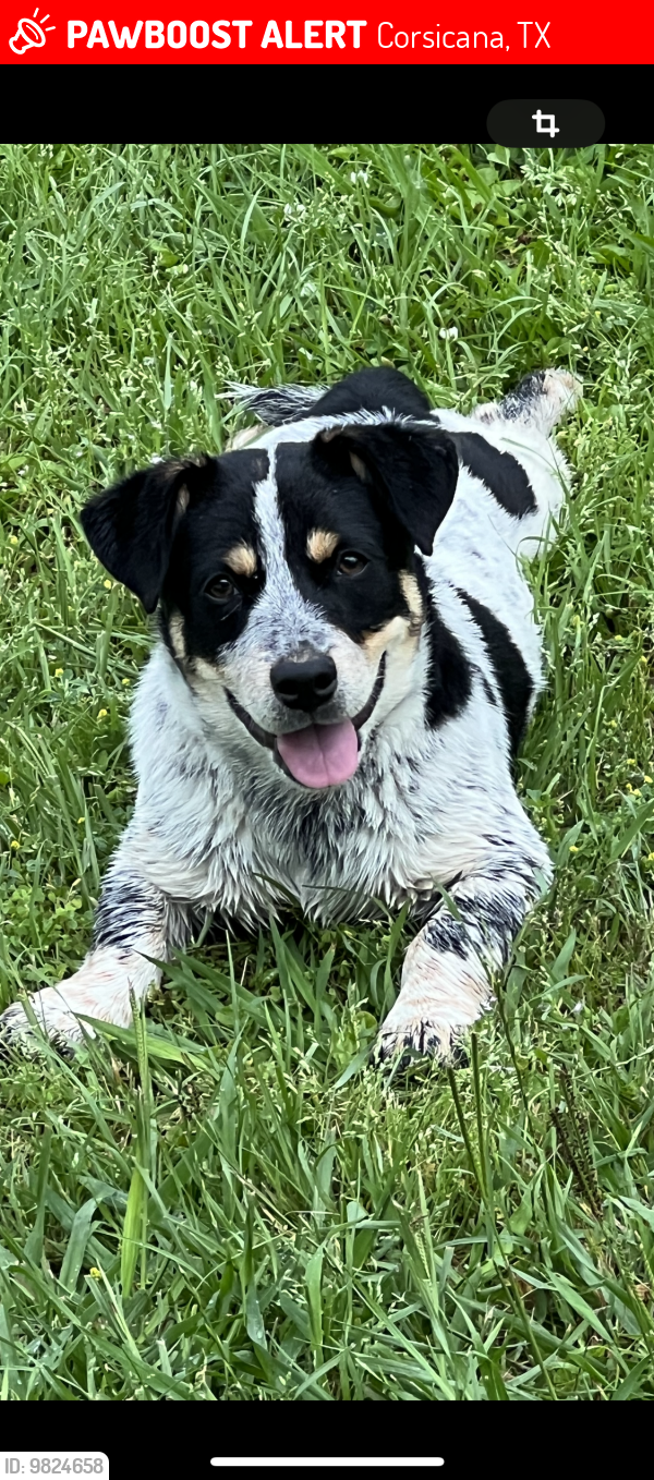 Lost Male Dog last seen Corsicana tx, Corsicana, TX 75110