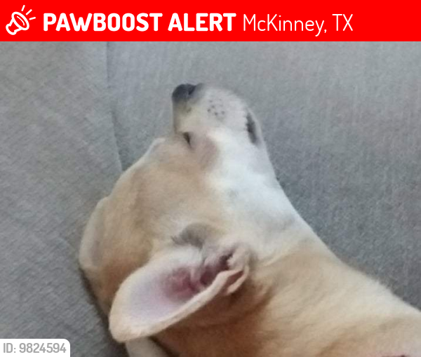 Lost Female Dog last seen Quick trip Eldorado Mckinney , McKinney, TX 75070