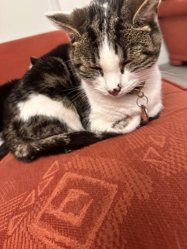 Lost Female Cat last seen Harts Mead est , Greater Manchester, England OL6