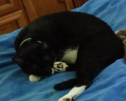 Lost Male Cat last seen Near Propston Street NW and Spencer , Concord, NC 28025