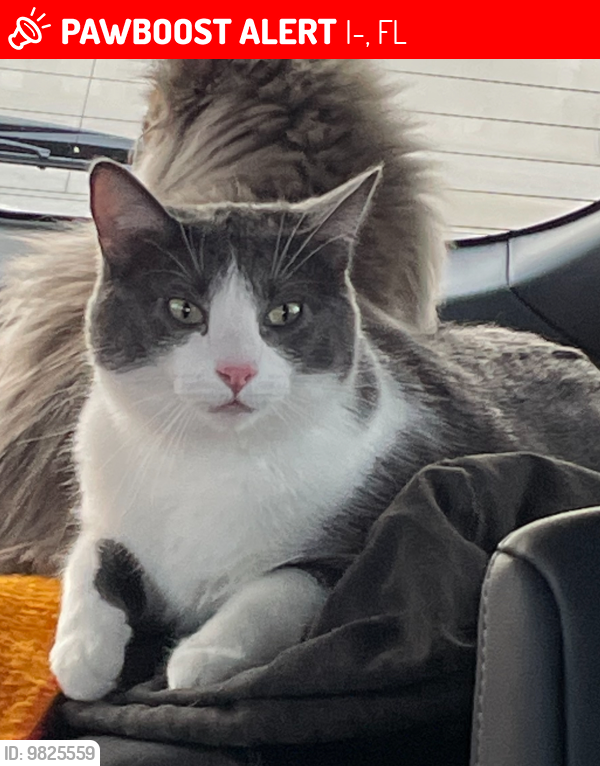 Lost Male Cat last seen Mile Marker 234 Rest Area Eastbound, I-10, FL 32351