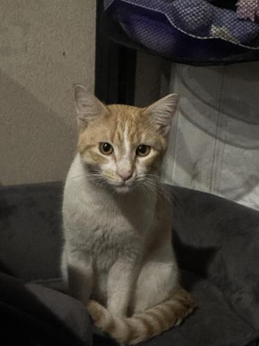 Lost Male Cat last seen Redwood and 11th, Escondido, CA 92025
