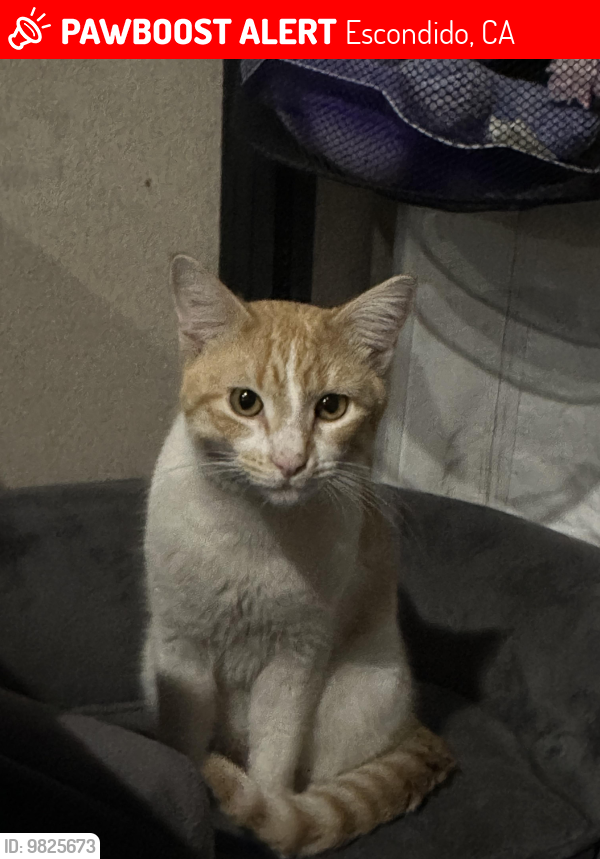Lost Male Cat last seen Redwood and 11th, Escondido, CA 92025