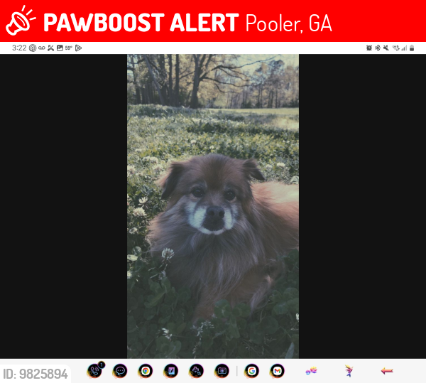 Lost Male Dog last seen Easthaven neighborhood , Pooler, GA 31322