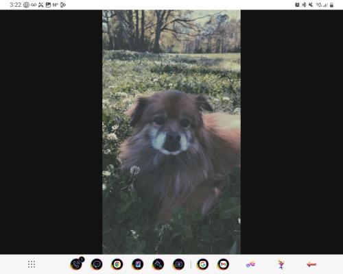 Lost Male Dog last seen Easthaven neighborhood , Pooler, GA 31322