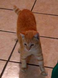 Lost Male Cat last seen Bissell Ave and Marina Way , Richmond, CA 94804