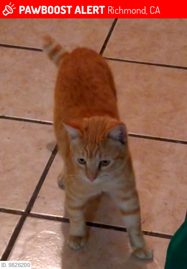 Lost Male Cat last seen Bissell Ave and Marina Way , Richmond, CA 94804