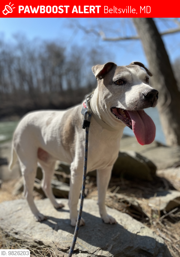 Beltsville, MD Lost Male Dog, Max Is Missing PawBoost
