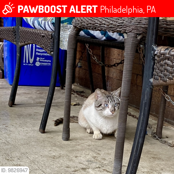 Lost Male Cat last seen Near lycoming street, Philadelphia, PA 19140