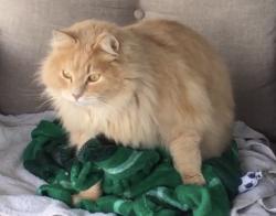 Lost Male Cat last seen 46th Avenue off of Van Geisen, West Richland, WA 99353