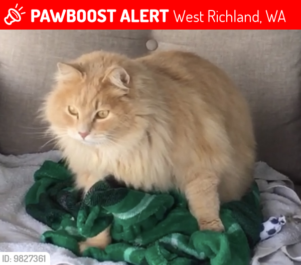 Lost Male Cat last seen 46th Avenue off of Van Geisen, West Richland, WA 99353