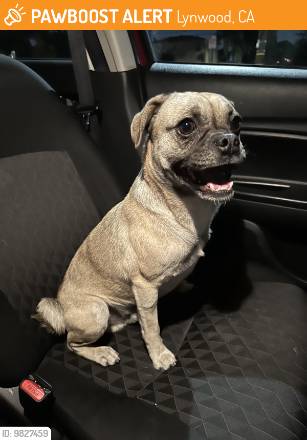 Lynwood, CA Stray Male Dog Found Near Chase PawBoost